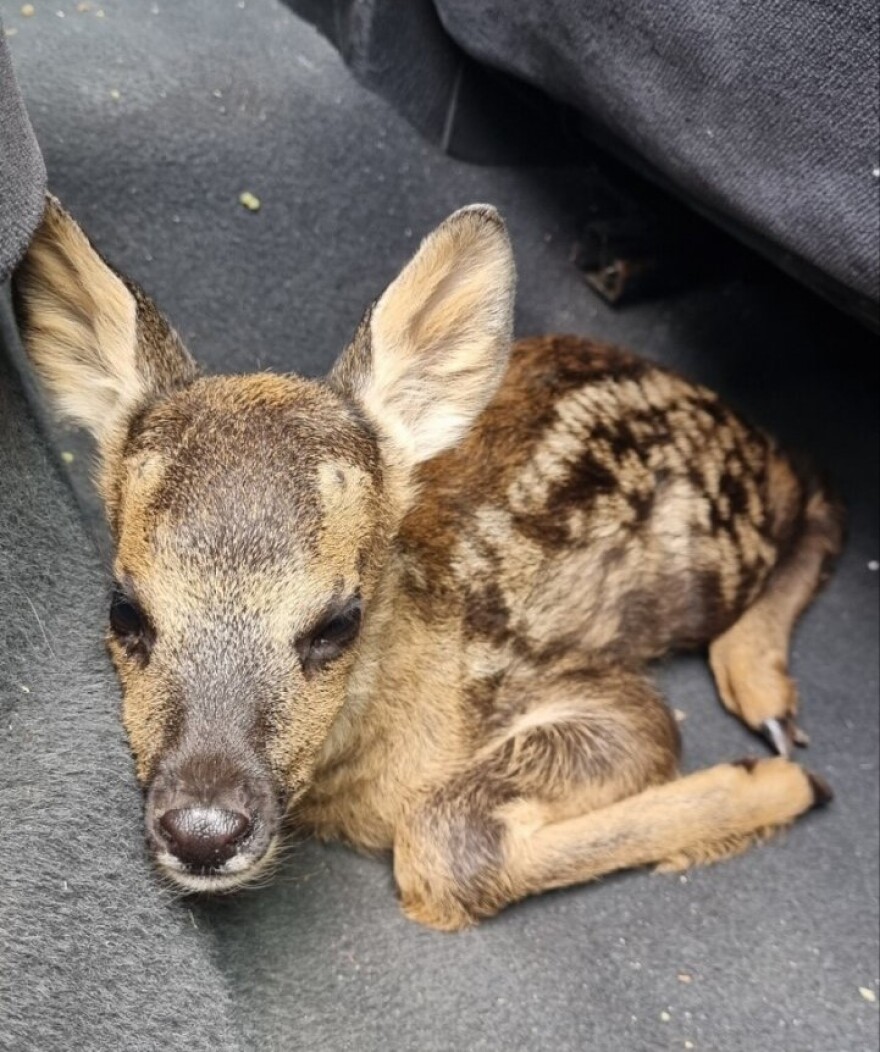 Τραυματισμένα και ορφανά ζαρκαδάκια περιέθαλψαν στην Καστοριά – Δείτε φωτογραφίες