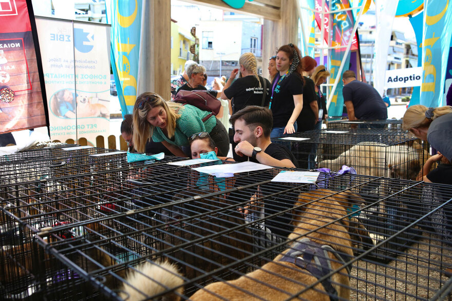 17η Ημέρα Υιοθεσίας Pet City-topetmou.gr: Αδεσποτάκια βρίσκουν το παντοτινό τους σπίτι