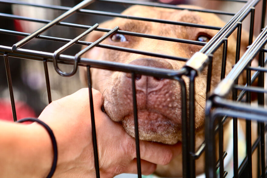 17η Ημέρα Υιοθεσίας Pet City-topetmou.gr: Αδεσποτάκια βρίσκουν το παντοτινό τους σπίτι