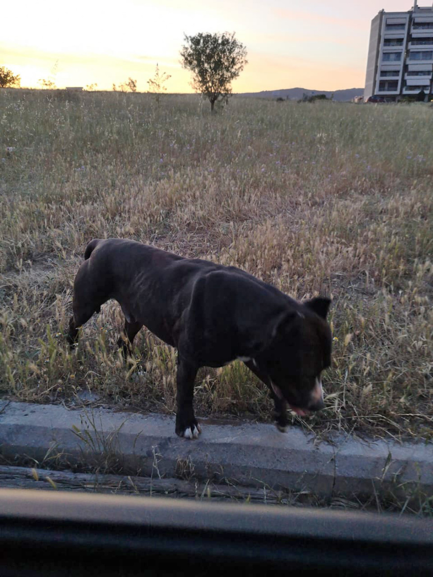 Θεσσαλονίκη: «Έκανε κομμάτια το σκυλάκι» - Συγκλονίζει περιγραφή για την επίθεση που δέχθηκε γυναίκα από πίτμπουλ