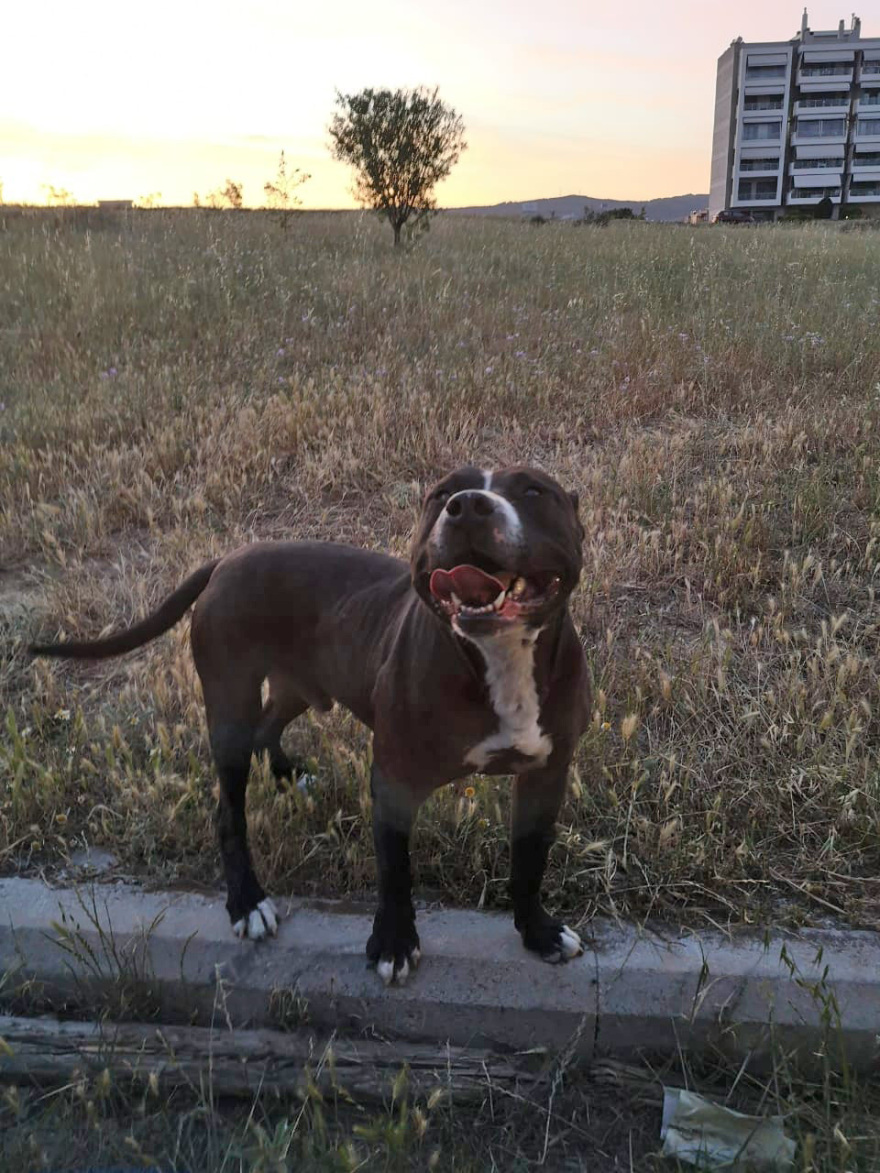 Θεσσαλονίκη: «Έκανε κομμάτια το σκυλάκι» - Συγκλονίζει περιγραφή για την επίθεση που δέχθηκε γυναίκα από πίτμπουλ