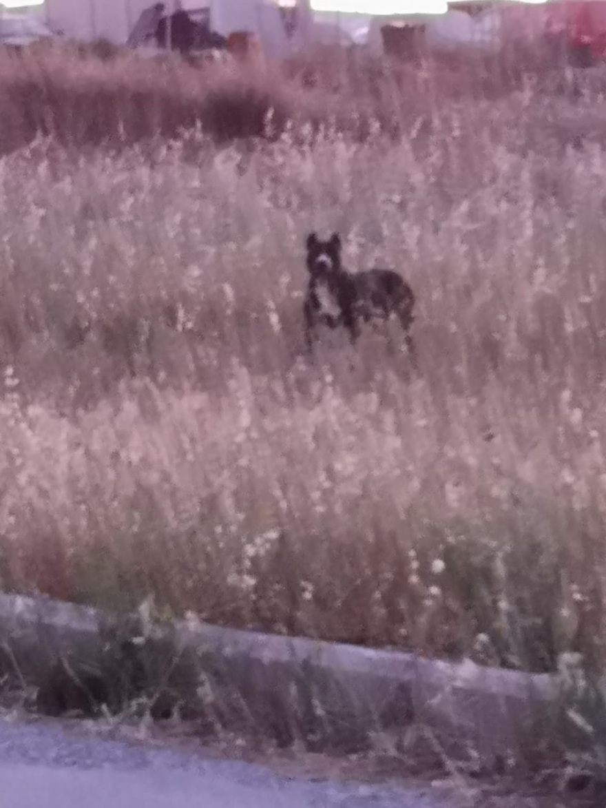 Θεσσαλονίκη: «Έκανε κομμάτια το σκυλάκι» - Συγκλονίζει περιγραφή για την επίθεση που δέχθηκε γυναίκα από πίτμπουλ