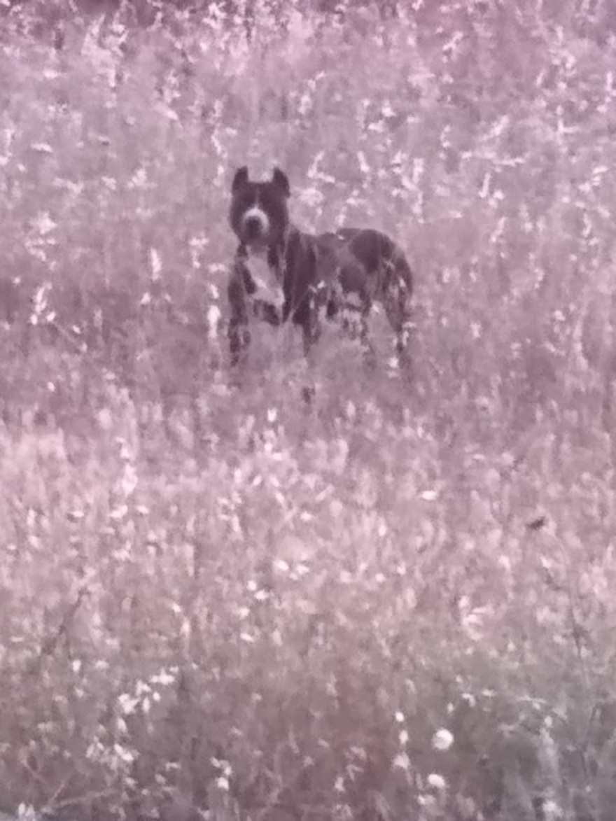 Θεσσαλονίκη: «Έκανε κομμάτια το σκυλάκι» - Συγκλονίζει περιγραφή για την επίθεση που δέχθηκε γυναίκα από πίτμπουλ