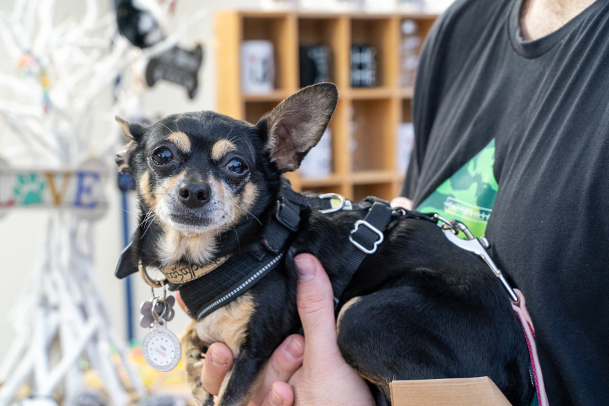 Woof Festival στο Πεδίον του Άρεως: Η μεγάλη γιορτή της φιλοζωίας στο κέντρο της Αθήνας από topetmou.gr