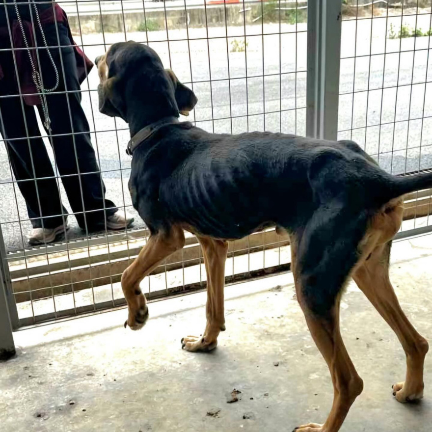 Η Εριέττα Κούρκουλου-Λάτση καταγγέλλει το κυνοκομείο Τρίπολης: Είδαμε δεκάδες αποστεωμένα ζώα