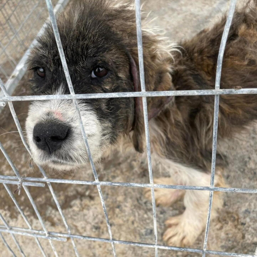 Η Εριέττα Κούρκουλου-Λάτση καταγγέλλει το κυνοκομείο Τρίπολης: Είδαμε δεκάδες αποστεωμένα ζώα