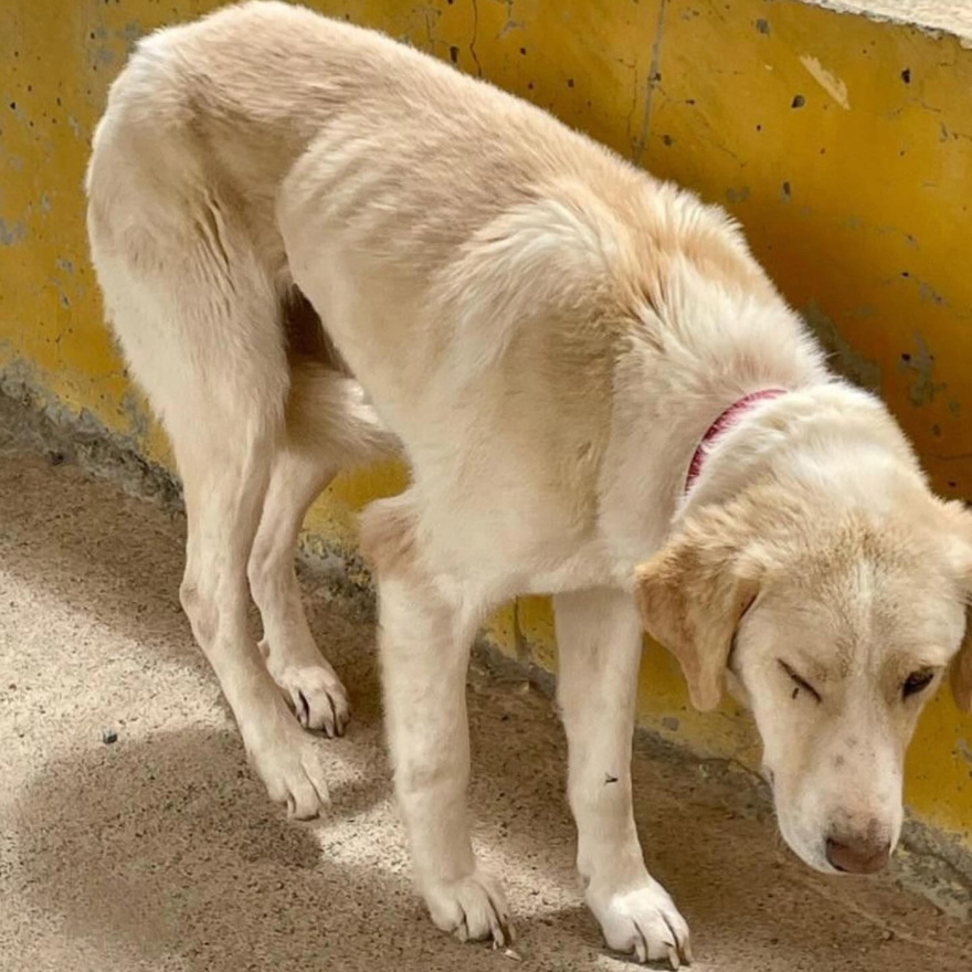 Η Εριέττα Κούρκουλου-Λάτση καταγγέλλει το κυνοκομείο Τρίπολης: Είδαμε δεκάδες αποστεωμένα ζώα