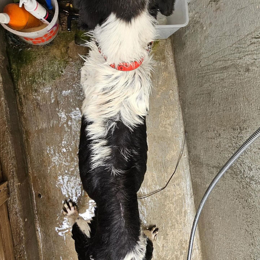 Η Εριέττα Κούρκουλου-Λάτση καταγγέλλει το κυνοκομείο Τρίπολης: Είδαμε δεκάδες αποστεωμένα ζώα