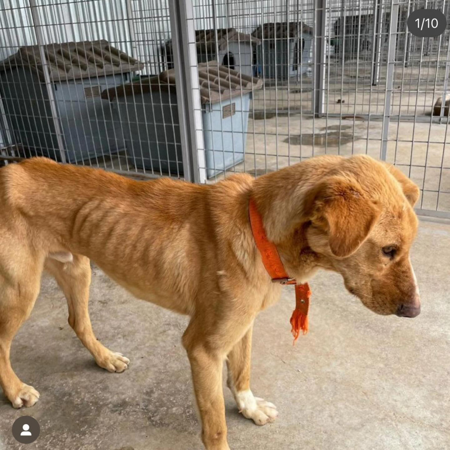 Η Εριέττα Κούρκουλου-Λάτση καταγγέλλει το κυνοκομείο Τρίπολης: Είδαμε δεκάδες αποστεωμένα ζώα