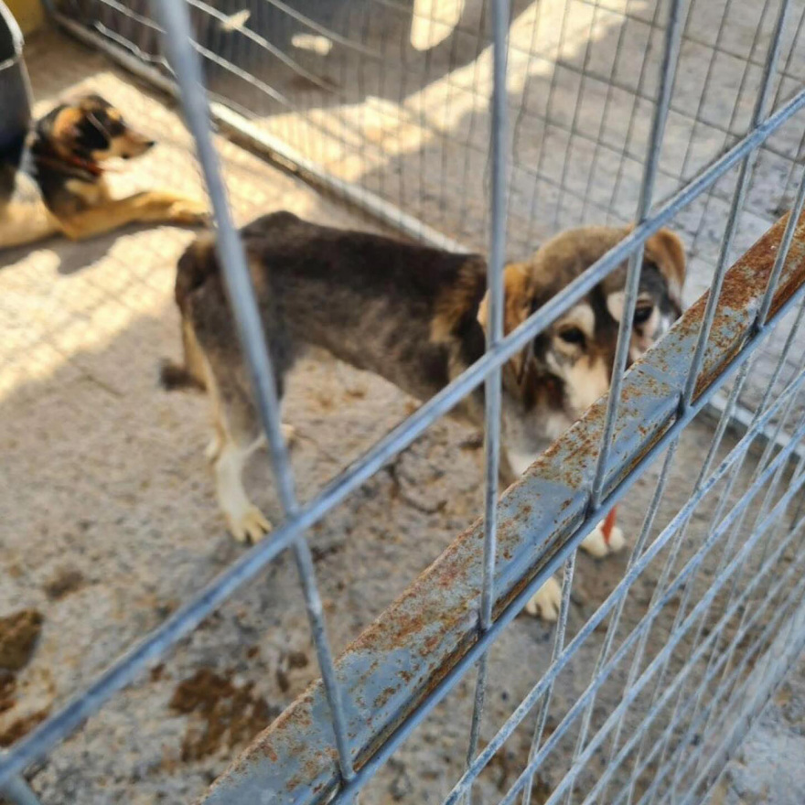 Η Εριέττα Κούρκουλου-Λάτση καταγγέλλει το κυνοκομείο Τρίπολης: Είδαμε δεκάδες αποστεωμένα ζώα