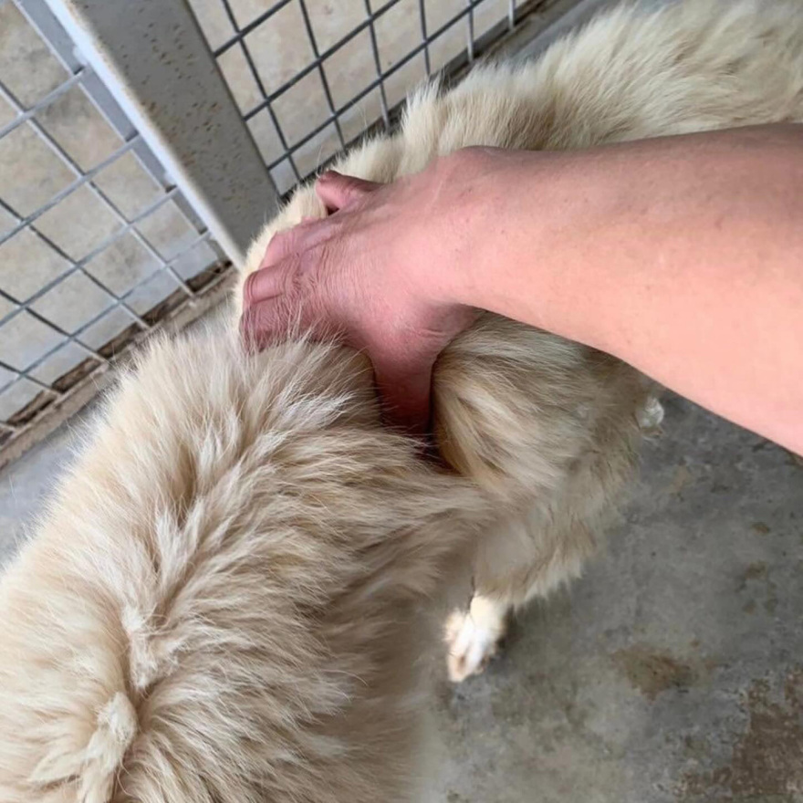 Η Εριέττα Κούρκουλου-Λάτση καταγγέλλει το κυνοκομείο Τρίπολης: Είδαμε δεκάδες αποστεωμένα ζώα