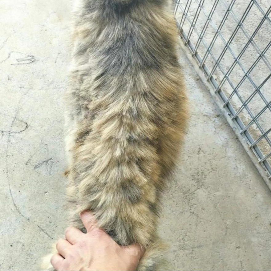 Η Εριέττα Κούρκουλου-Λάτση καταγγέλλει το κυνοκομείο Τρίπολης: Είδαμε δεκάδες αποστεωμένα ζώα