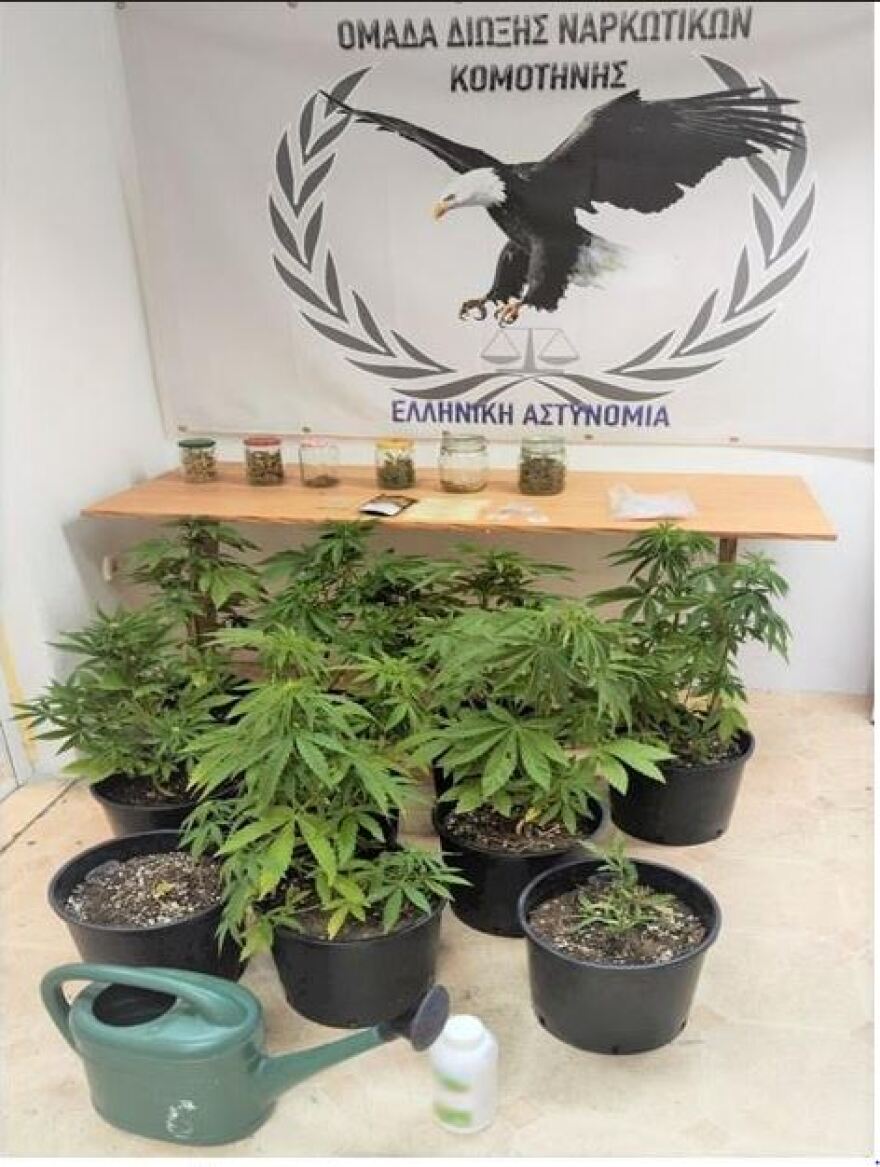 Ροδόπη: Τον έπιασαν να ποτίζει φυτεία με 12 χασισόδεντρα 