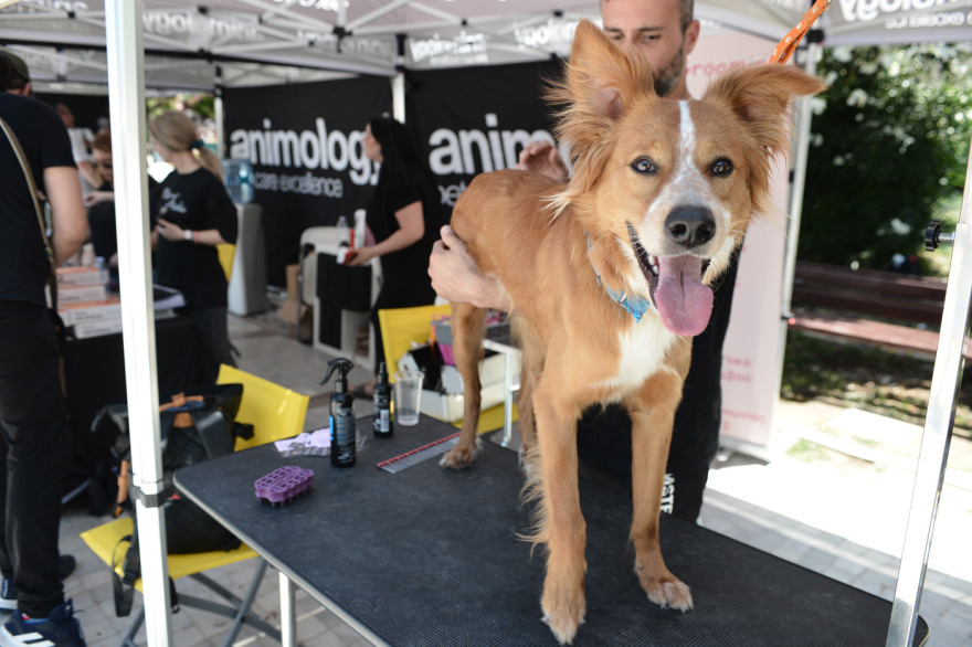 Woof Festival: Με μεγάλη επιτυχία διεξήχθη η μεγάλη γιορτή της φιλοζωίας που διοργάνωσε το topetmou.gr