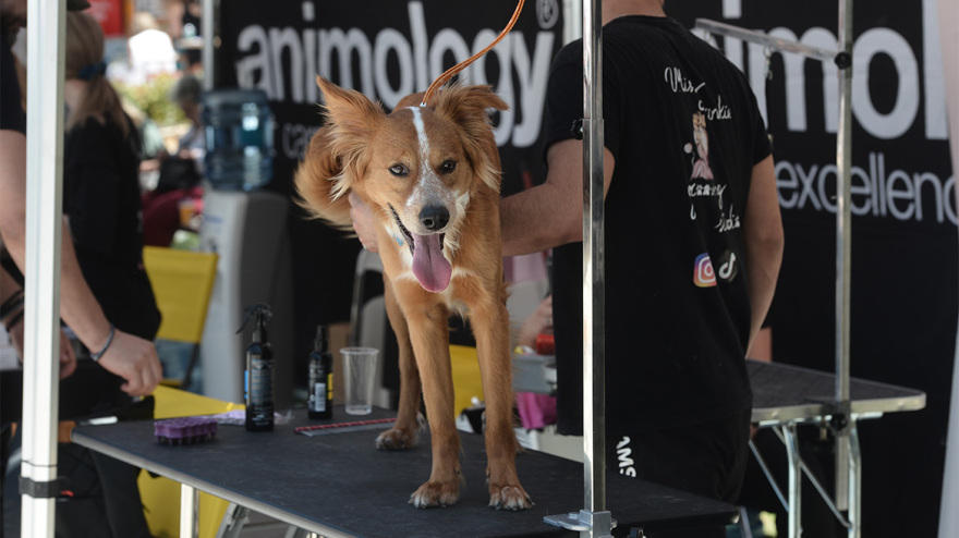 Woof Festival: Με μεγάλη επιτυχία διεξήχθη η μεγάλη γιορτή της φιλοζωίας που διοργάνωσε το topetmou.gr