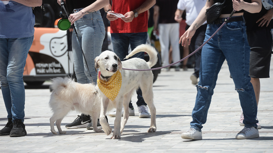Woof Festival: Με μεγάλη επιτυχία διεξήχθη η μεγάλη γιορτή της φιλοζωίας που διοργάνωσε το topetmou.gr