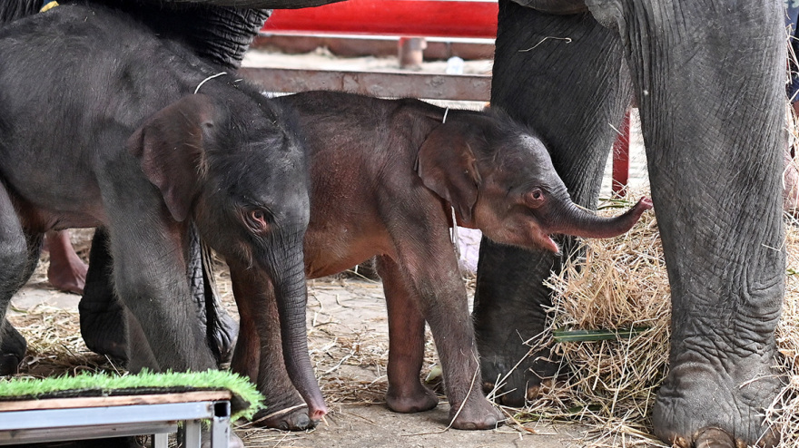 Ταϊλάνδη: Ελεφαντίνα γέννησε δίδυμα κι επιτέθηκε στο ένα εξαιτίας του σοκ από το σπάνιο συμβάν