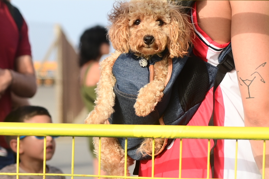 Ολυμπιακός: Στο Ρέθυμνο οι κούπες του Conference League και του Youth League - Φωτογραφίες 
