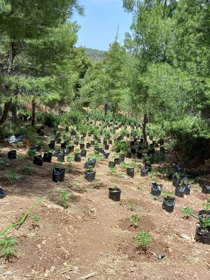 Βρήκαν χασισοφυτεία με 1.714 δενδρύλλια στη Βοιωτία