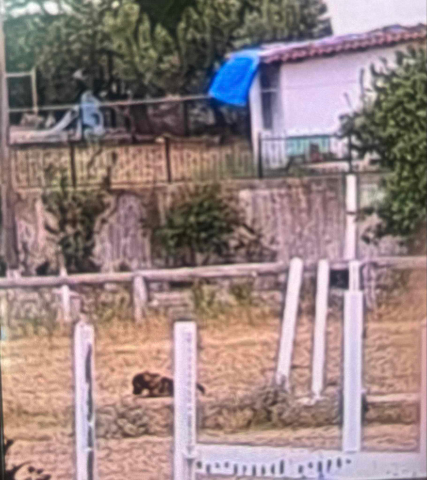 Θεσσαλονίκη: «Δέκα σκυλιά τη δάγκωναν όπου έβρισκαν», λέει η κόρη της 44χρονης που δέχθηκε επίθεση από αδέσποτα