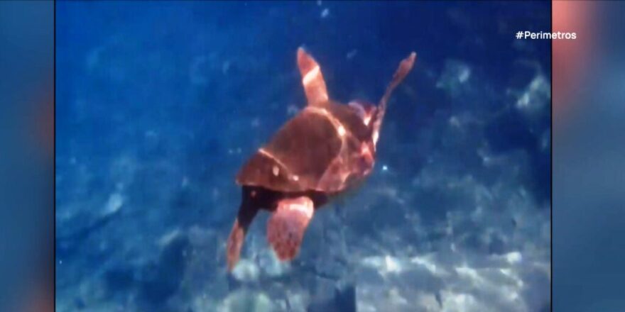 Επίθεση θαλάσσιας χελώνας σε λουόμενη στο Λιμένι - Δέχθηκε ισχυρό δάγκωμα, δείτε φωτογραφίες 