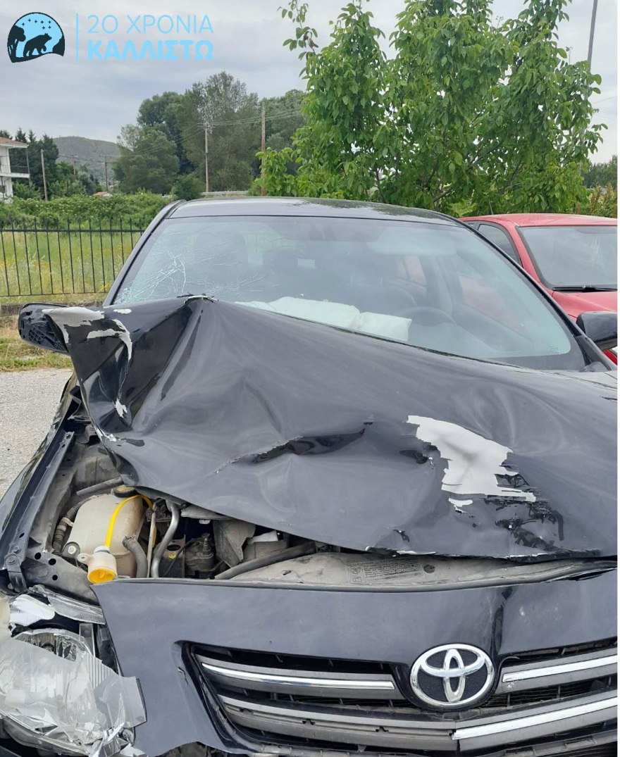 Καστοριά: Τροχαίο ατύχημα με θύμα μια αρκούδα 300 κιλών - Δείτε φωτογραφίες