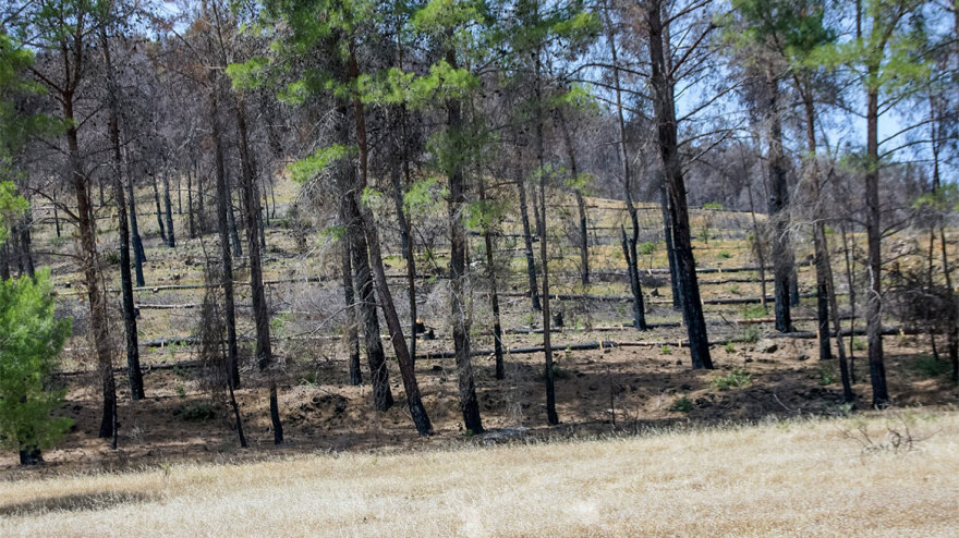 Η Nova παρέδωσε το έργο αποκατάστασης πυρόπληκτων περιοχών στη Ρόδο