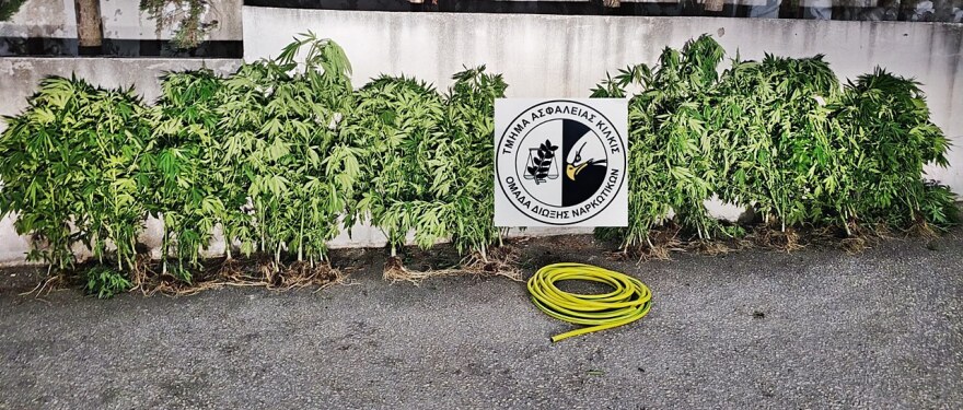 Κιλκίς: Έπιασαν με όπλο τον καλλιεργητή φυτείας με 70 χασισόδεντρα