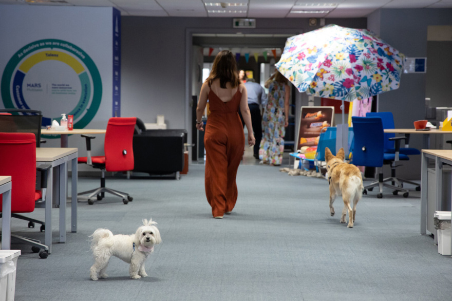 Η Mars Hellas γιορτάζει την διεθνή ημέρα “Take your Dog to Work Day”