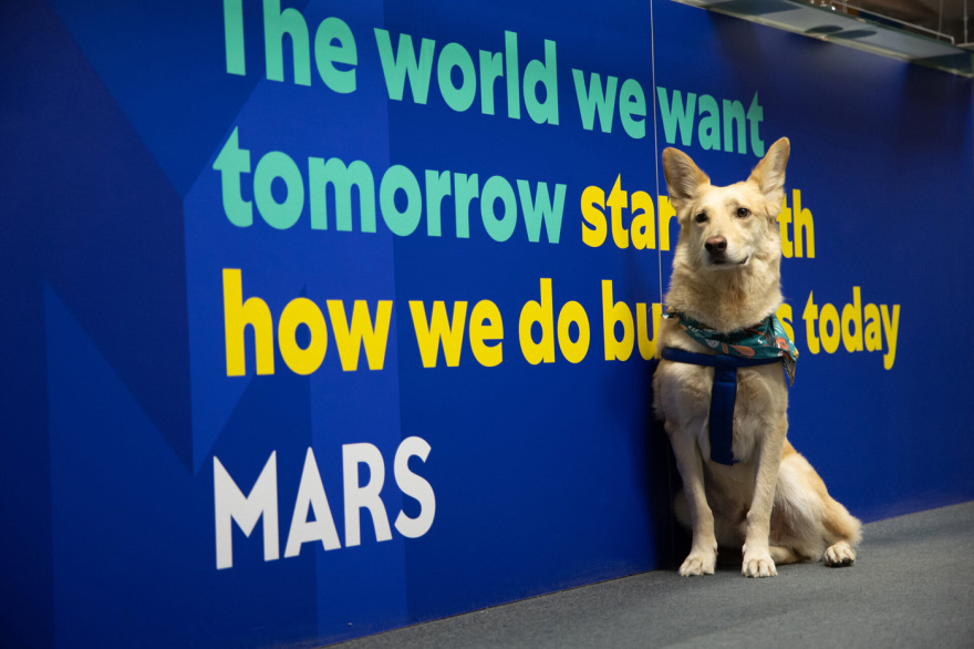 Η Mars Hellas γιορτάζει την διεθνή ημέρα “Take your Dog to Work Day”