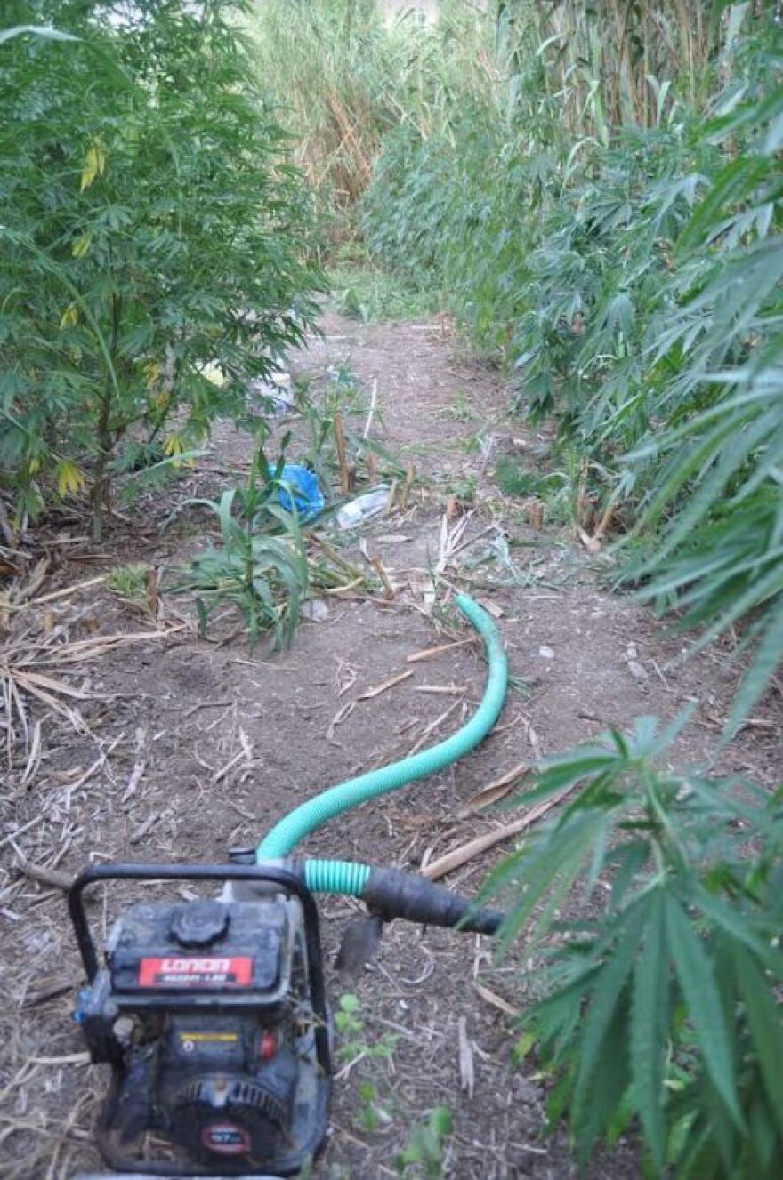 Ηλεία: Φυτεία με 500 γιγάντια χασισόδεντρα, ηρωίνη και κοκαΐνη - Οι δράστες θα έβαζαν στην τσέπη 450.000 ευρώ