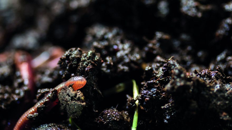 Ο θησαυρός που κρύβει το χώμα της γης και πώς μας επηρεάζει