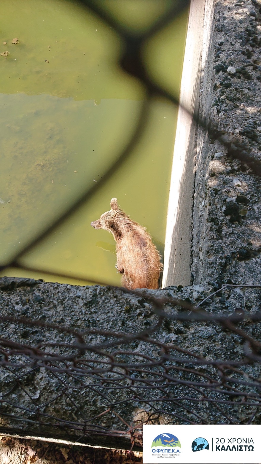 Ιωάννινα: Περιπέτεια για αρκούδα που εγκλωβίστηκε σε δεξαμενή, δείτε πώς την έβγαλαν