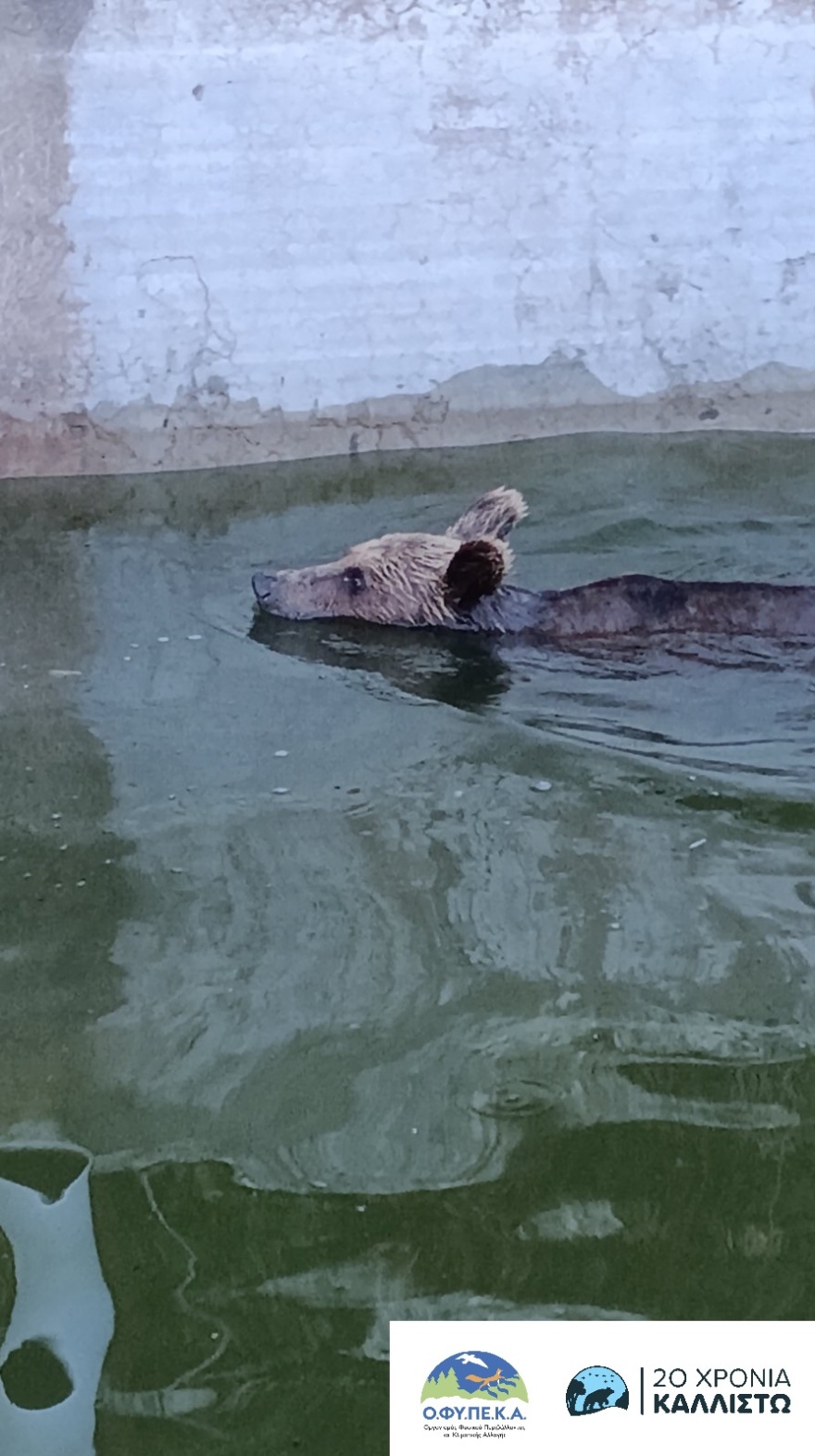 Ιωάννινα: Περιπέτεια για αρκούδα που εγκλωβίστηκε σε δεξαμενή, δείτε πώς την έβγαλαν