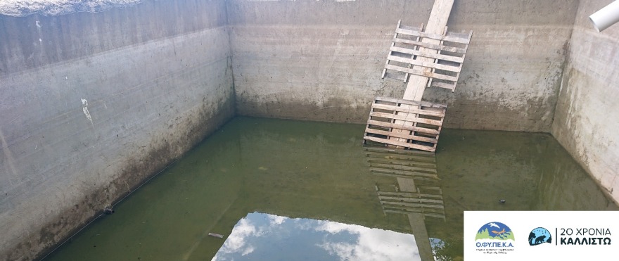 Ιωάννινα: Περιπέτεια για αρκούδα που εγκλωβίστηκε σε δεξαμενή, δείτε πώς την έβγαλαν