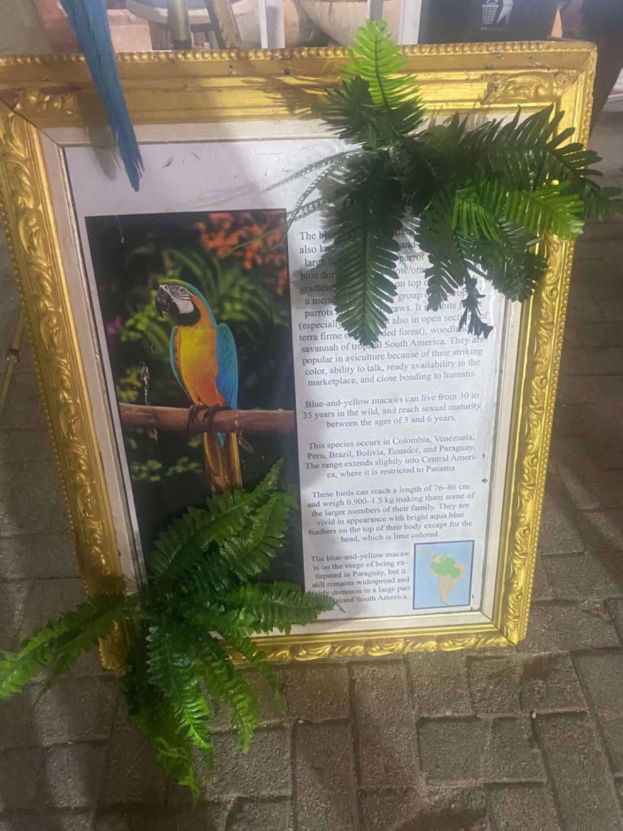 Οργή με τον ιδιοκτήτη παπαγάλων που έπαιρνε χρήματα για να βγάλουν περαστικοί φωτογραφία κι έκοβε τα φτερά των πτηνών