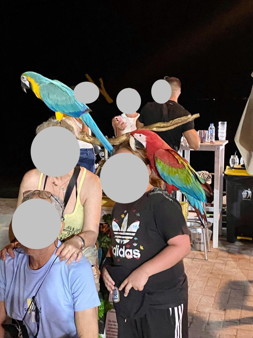 Οργή με τον ιδιοκτήτη παπαγάλων που έπαιρνε χρήματα για να βγάλουν περαστικοί φωτογραφία κι έκοβε τα φτερά των πτηνών