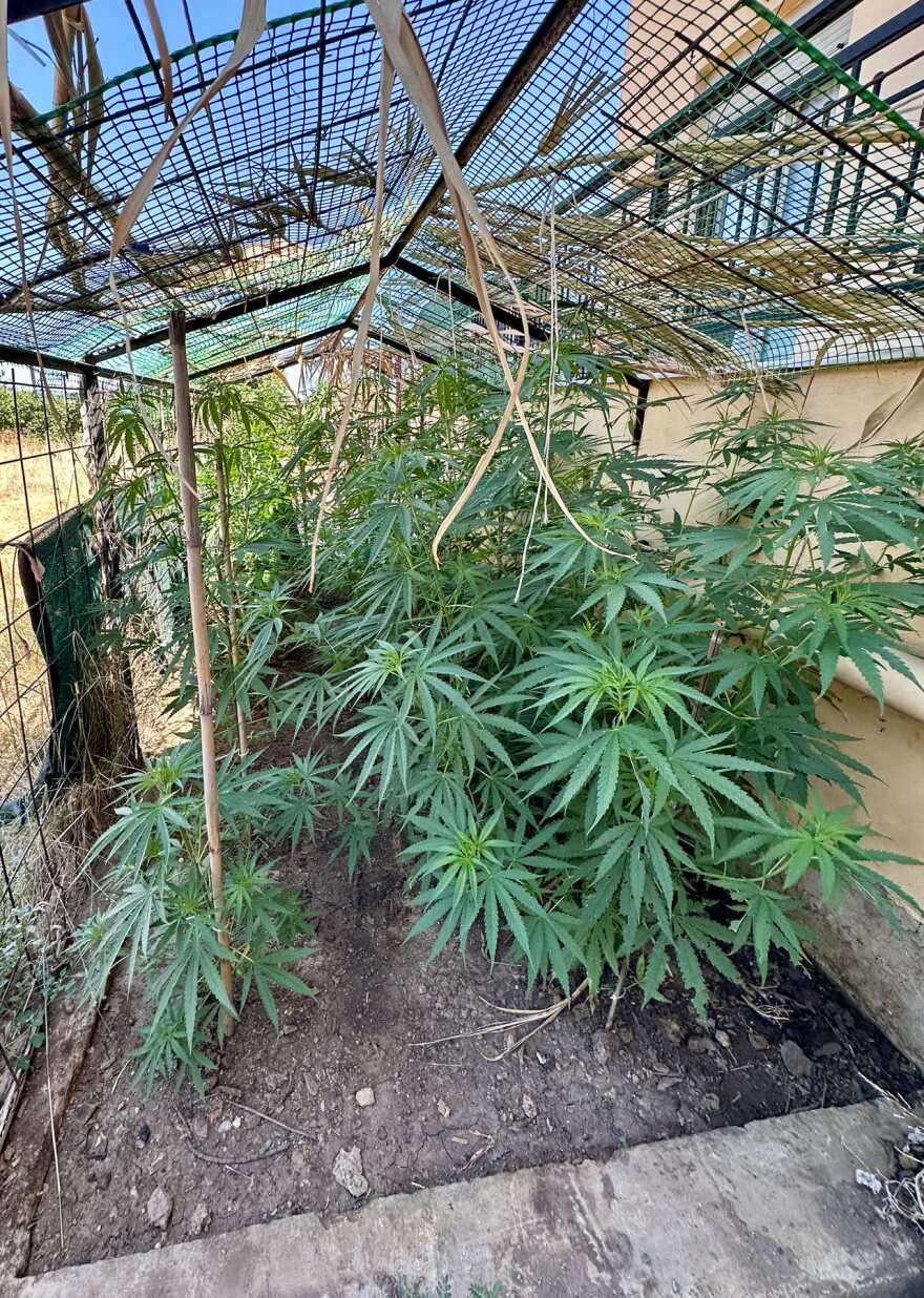 Ρέθυμνο: Κατάσχεση 20 δενδρυλίων κάνναβης και σύλληψη ενός ατόμου