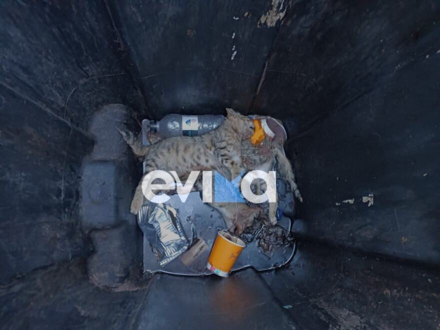 Εύβοια: Σκότωσαν μικρά γατάκια και τα πέταξαν στα σκουπίδια