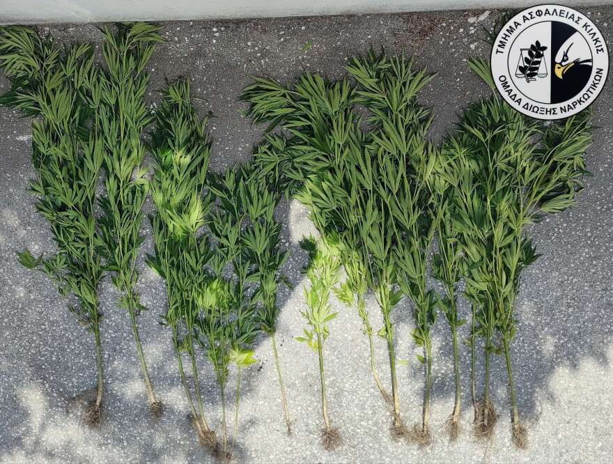 Κιλκίς: Συνελήφθη 66χρονος που καλλιεργούσε δενδρύλλια κάνναβης