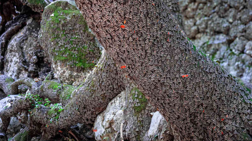 H Νοva αναπτύσσει τo έργο «Έξυπνο Δάσος Ρόδος»