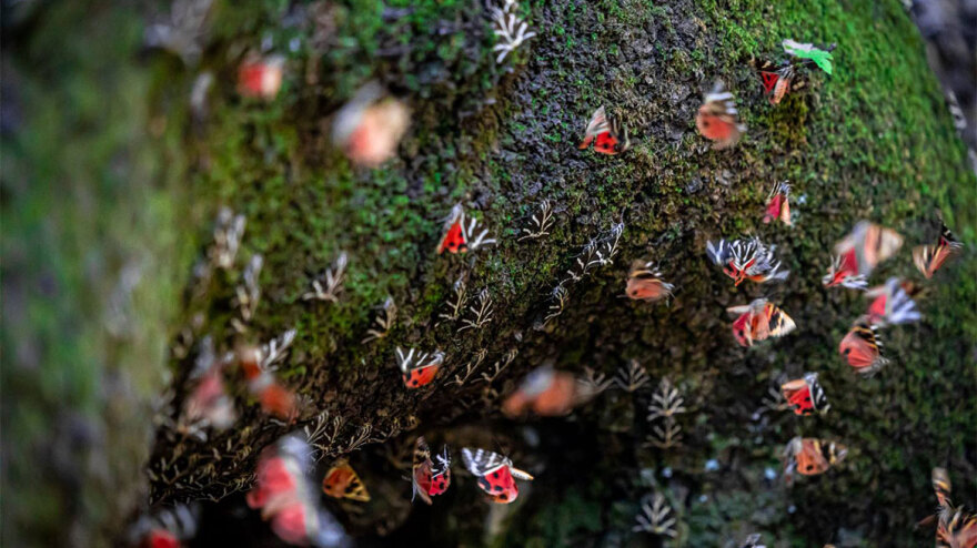 H Νοva αναπτύσσει τo έργο «Έξυπνο Δάσος Ρόδος»