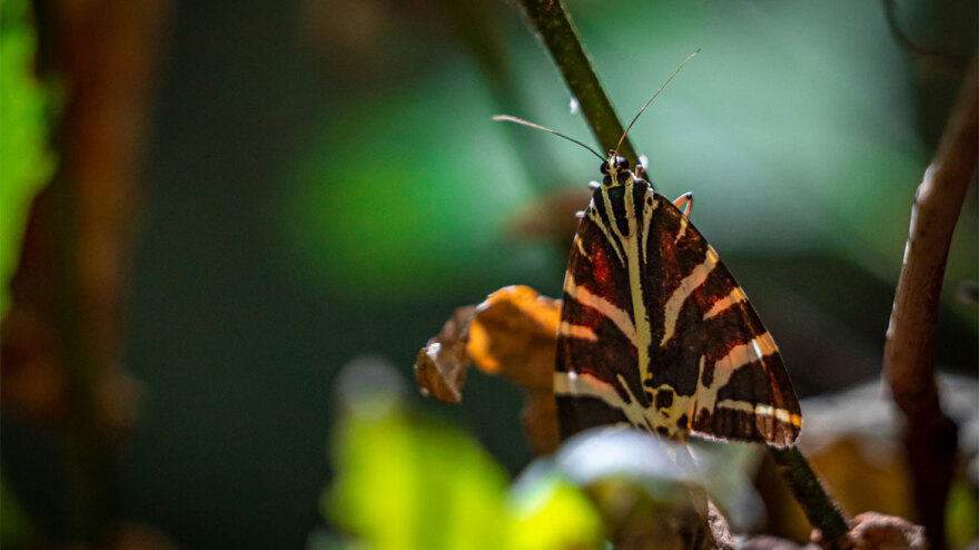 H Νοva αναπτύσσει τo έργο «Έξυπνο Δάσος Ρόδος»