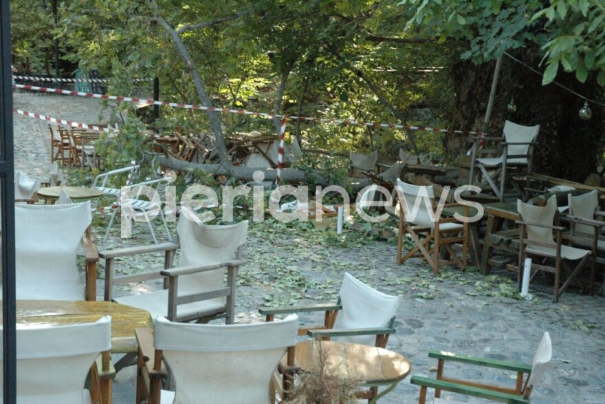 Πιερία: 10 άτομα προσπαθούσαν να σηκώσουν το κλαδί που σκότωσε την 44χρονη - Τι έδειξε η αυτοψία του δασαρχείου για τον πλάτανο