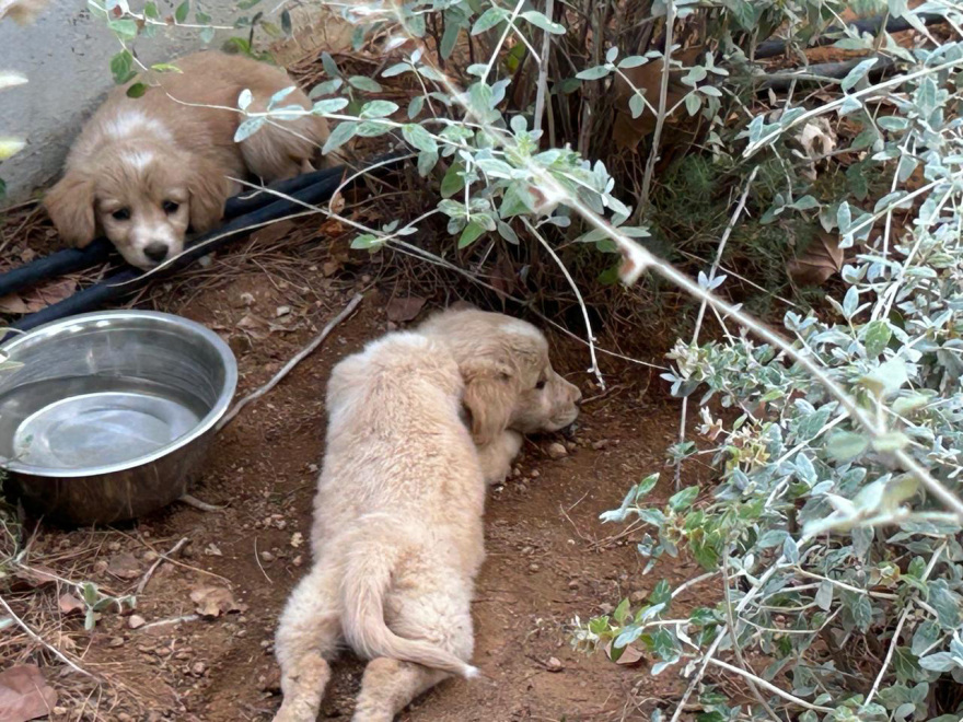 Ψυχικό: Βρέθηκαν τρία μικρά, χαριτωμένα Λαμπραντοράκια και ψάχνουν σπίτι - Δείτε βίντεο