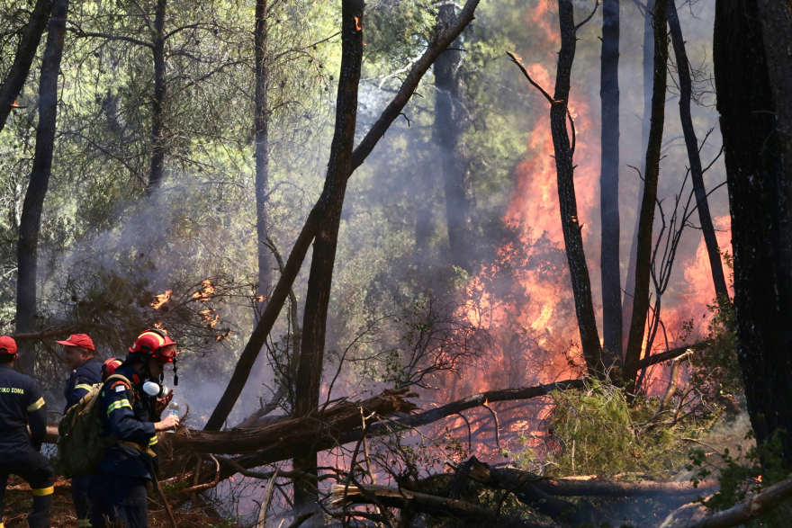 Φωτιά σε δασική έκταση στο Σοφικό Κορινθίας - Τραυματίστηκαν ελαφρά τρεις πυροσβέστες, δείτε βίντεο