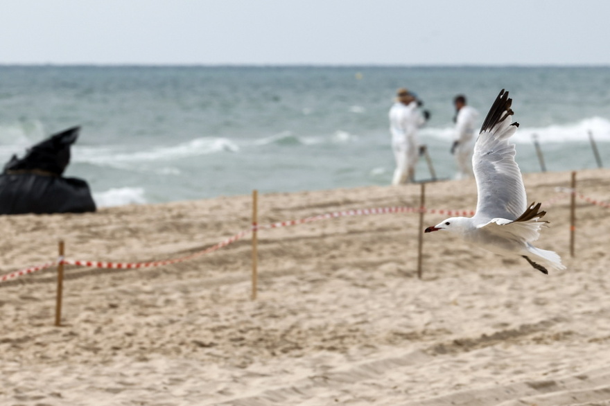 Ισπανία: Έκλεισαν τρεις παραλίες στη Βαλένθια εξαιτίας πετρελαιοκηλίδας - Δείτε φωτογραφίες
