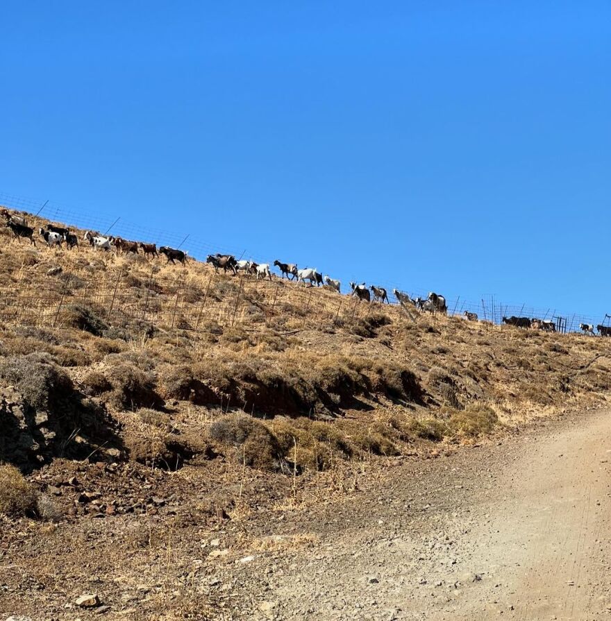 Ελεωνόρα Ζουγανέλη – Νίκος Συρίγος: Ταξίδι στην Αστυπάλαια για το ζευγάρι