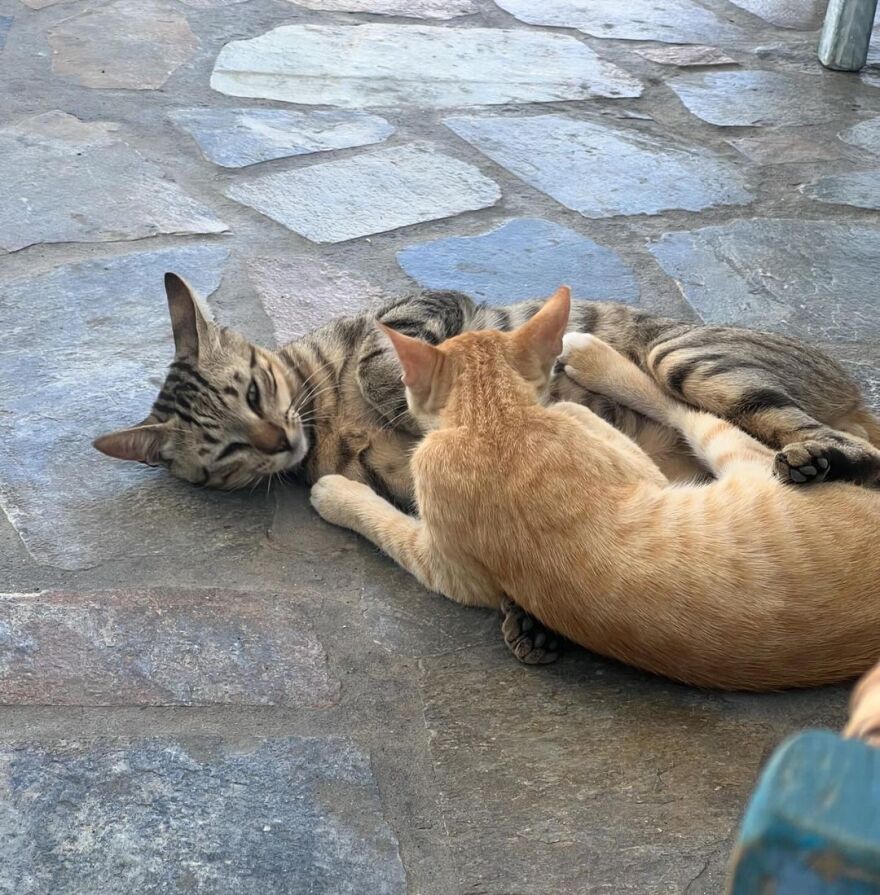 Ελεωνόρα Ζουγανέλη – Νίκος Συρίγος: Ταξίδι στην Αστυπάλαια για το ζευγάρι