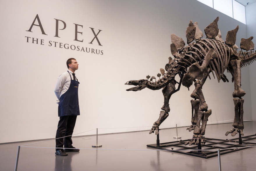 Νέα Υόρκη: Tιμή ρεκόρ άνω των 44 εκατ. δολαρίων για το απολίθωμα του στεγόσαυρου «Apex» σε δημοπρασία